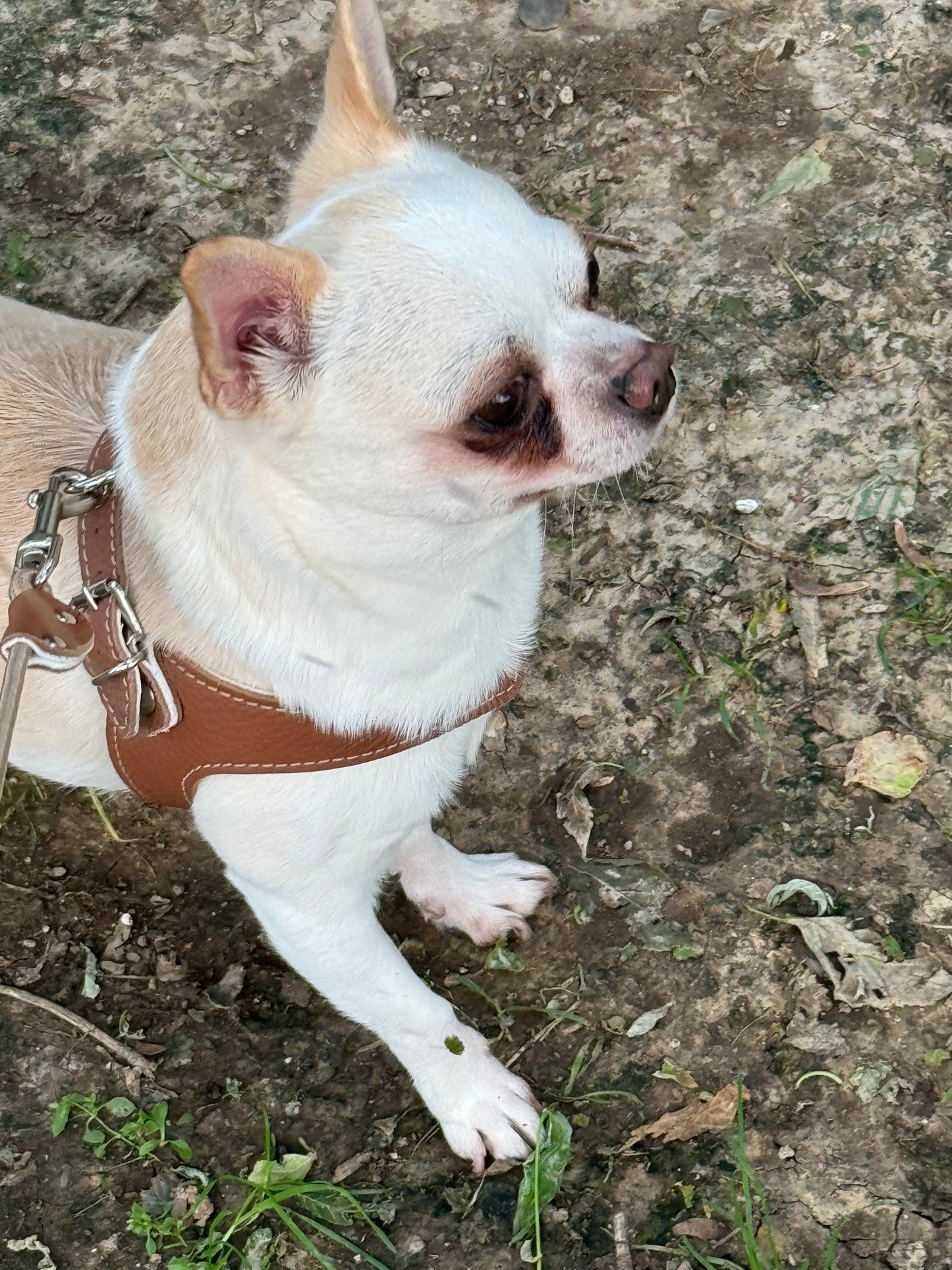 'Hazelnut' harness and matching leash