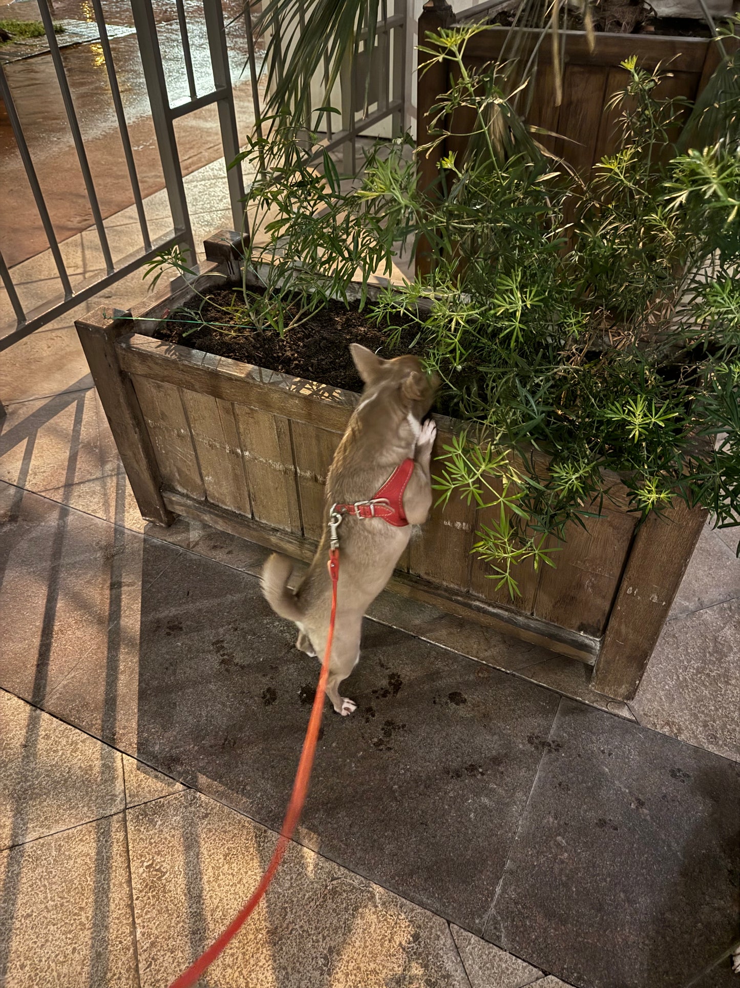 'Bright' red harness and matching leash