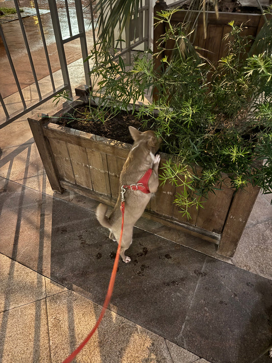 'Bright' red harness and matching leash