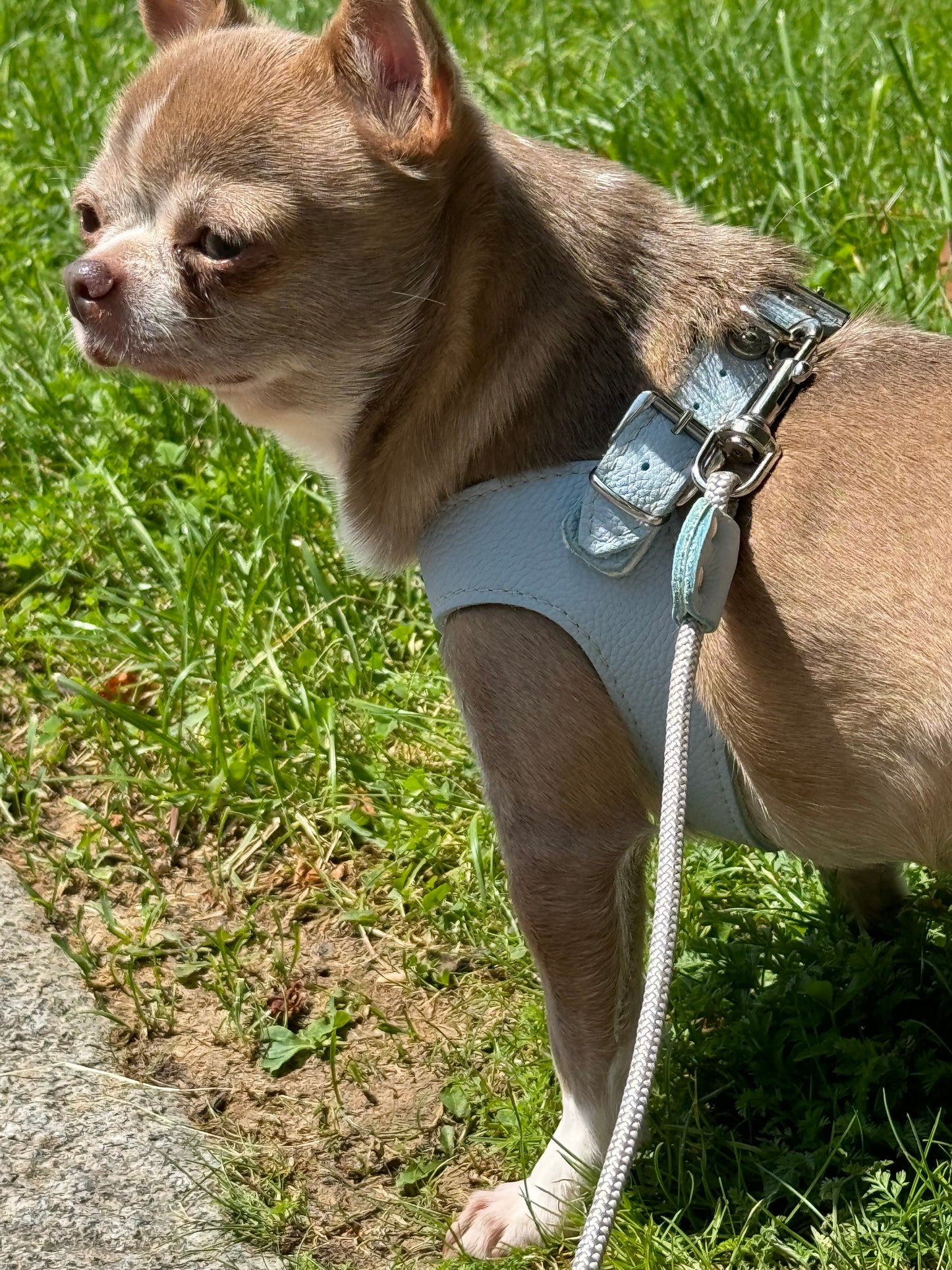 Blue 'Layette' harness and matching leash