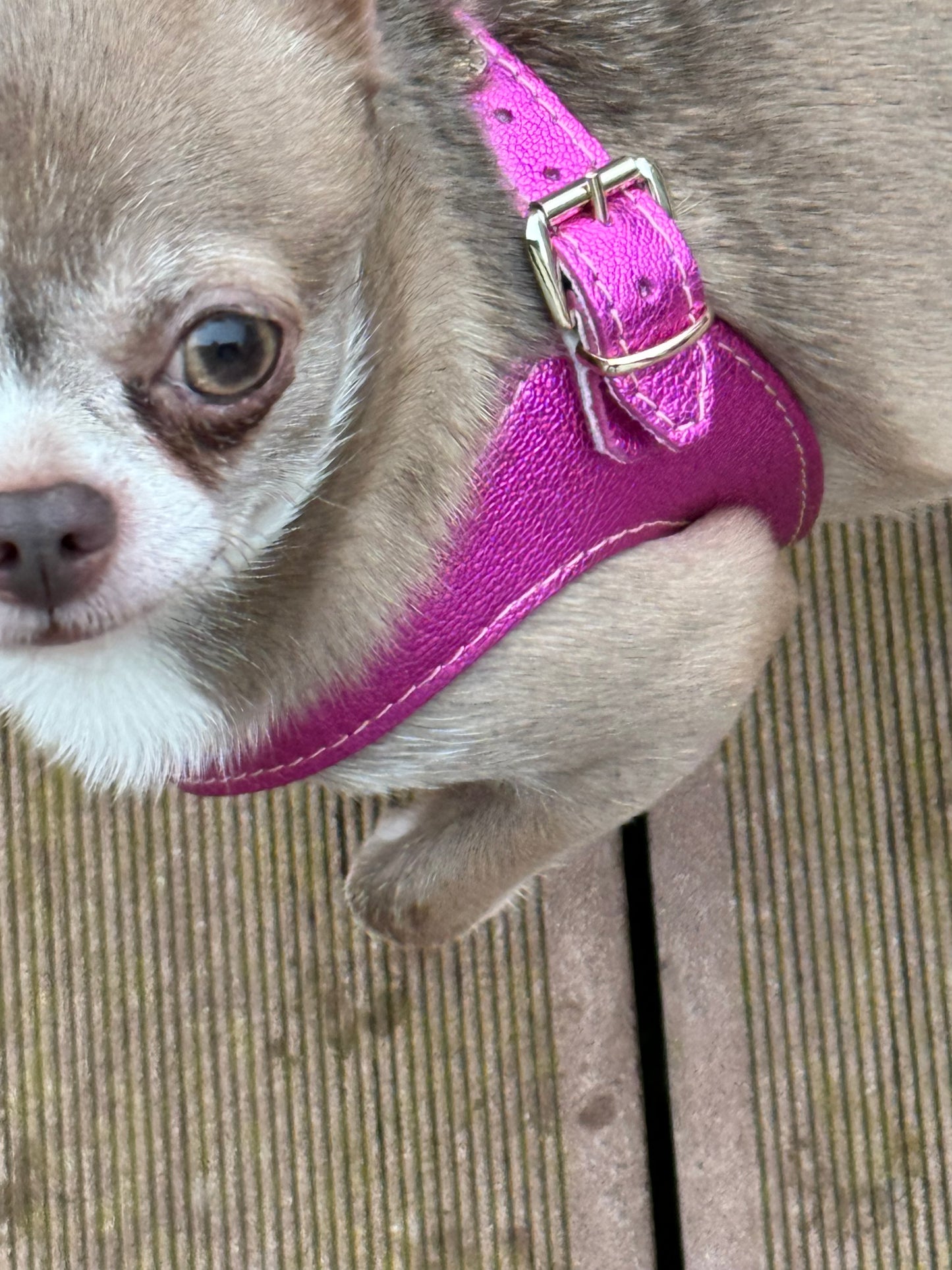 Fuschia 'Metal' harness and matching leash