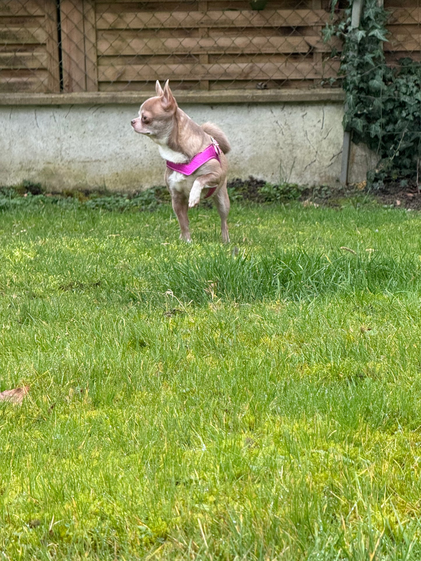 Fuschia 'Metal' harness and matching leash