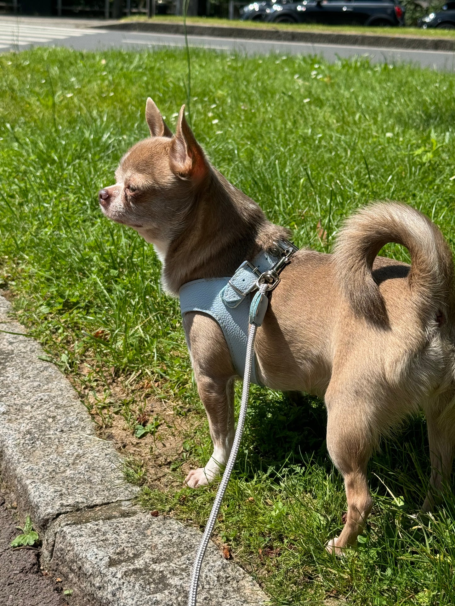 Blue 'Layette' harness and matching leash