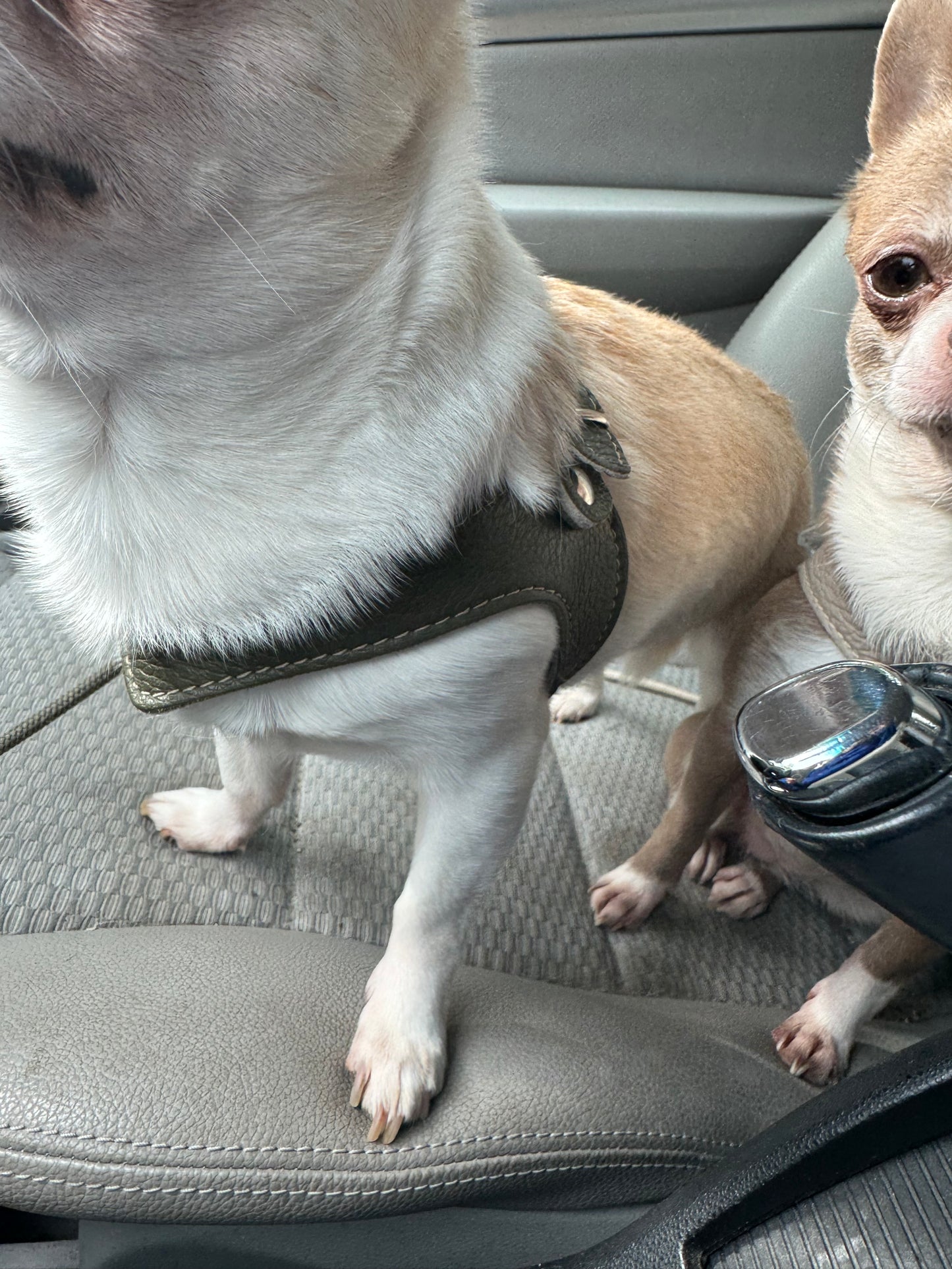 Khaki harness and matching leash