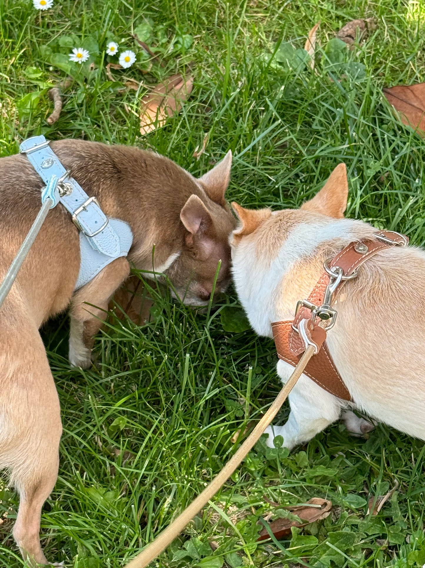 'Hazelnut' harness and matching leash