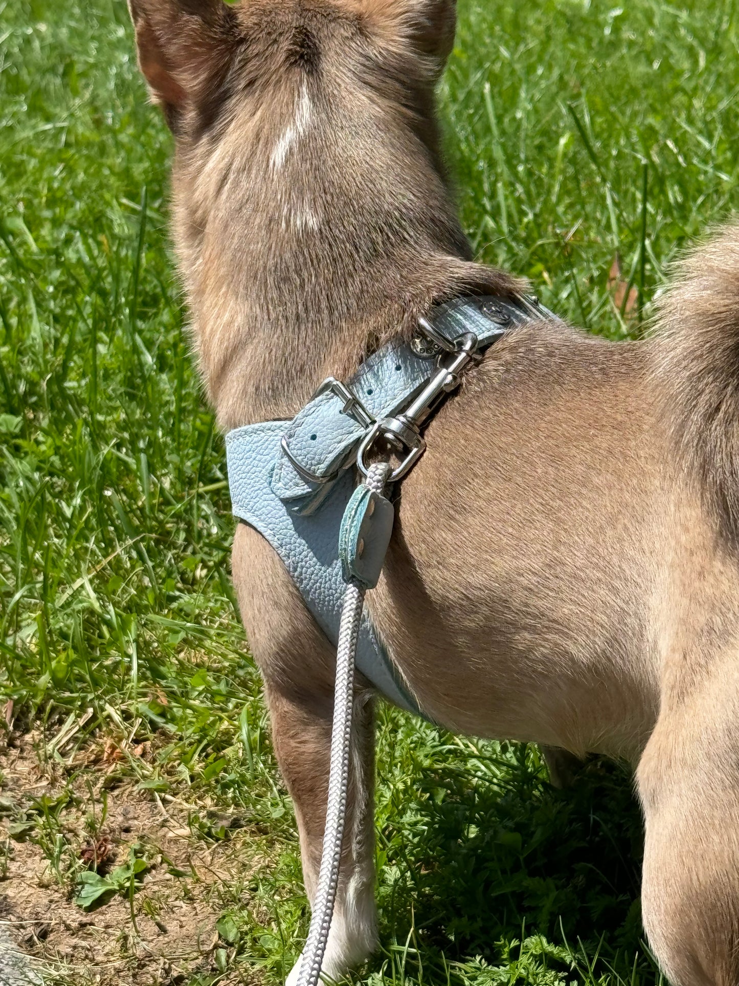 Blue 'Layette' harness and matching leash