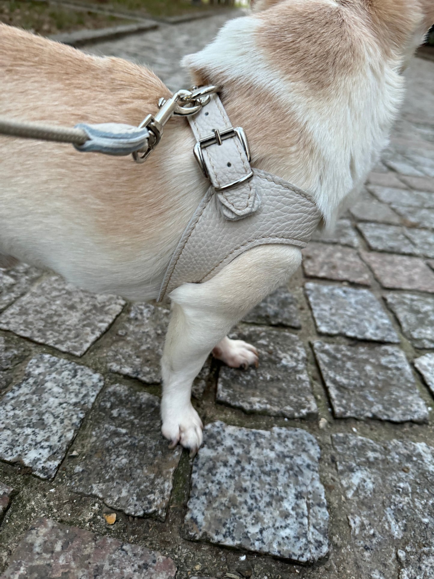 Ivory harness and matching leash