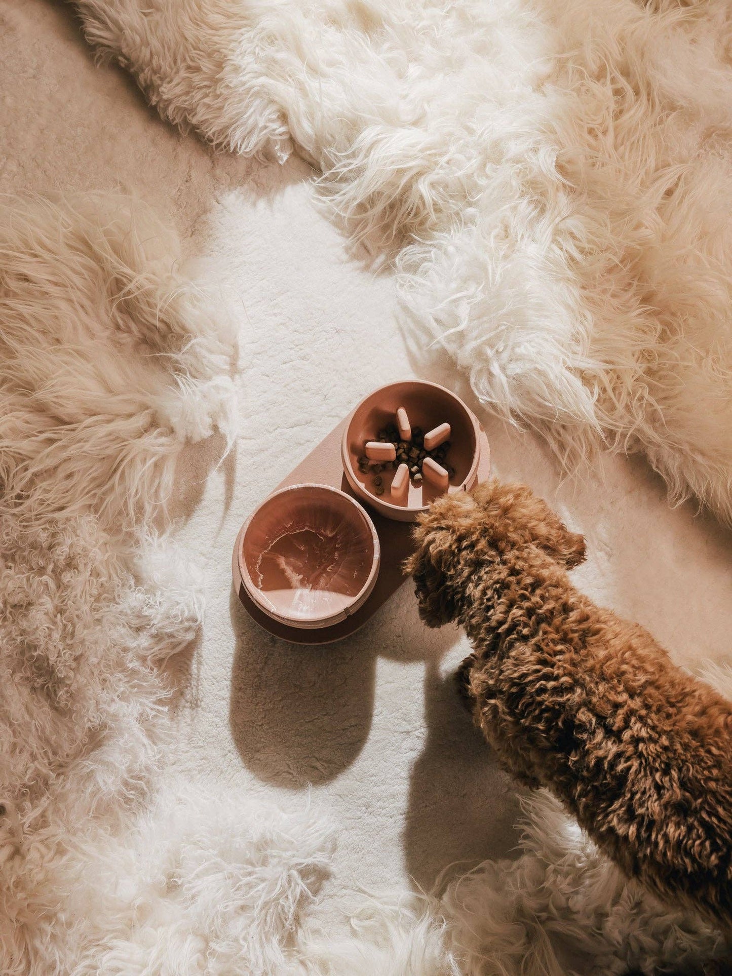 Gamelle pour chien à alimentation lente
