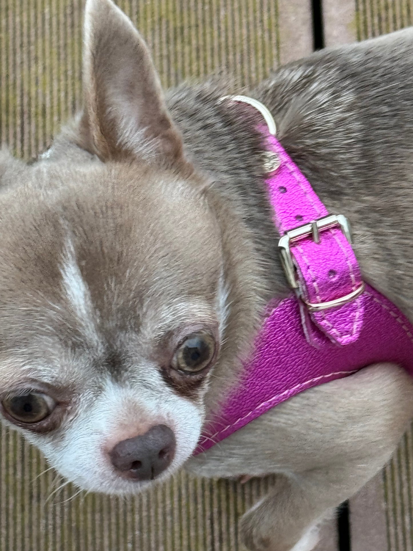 Fuschia 'Metal' harness and matching leash