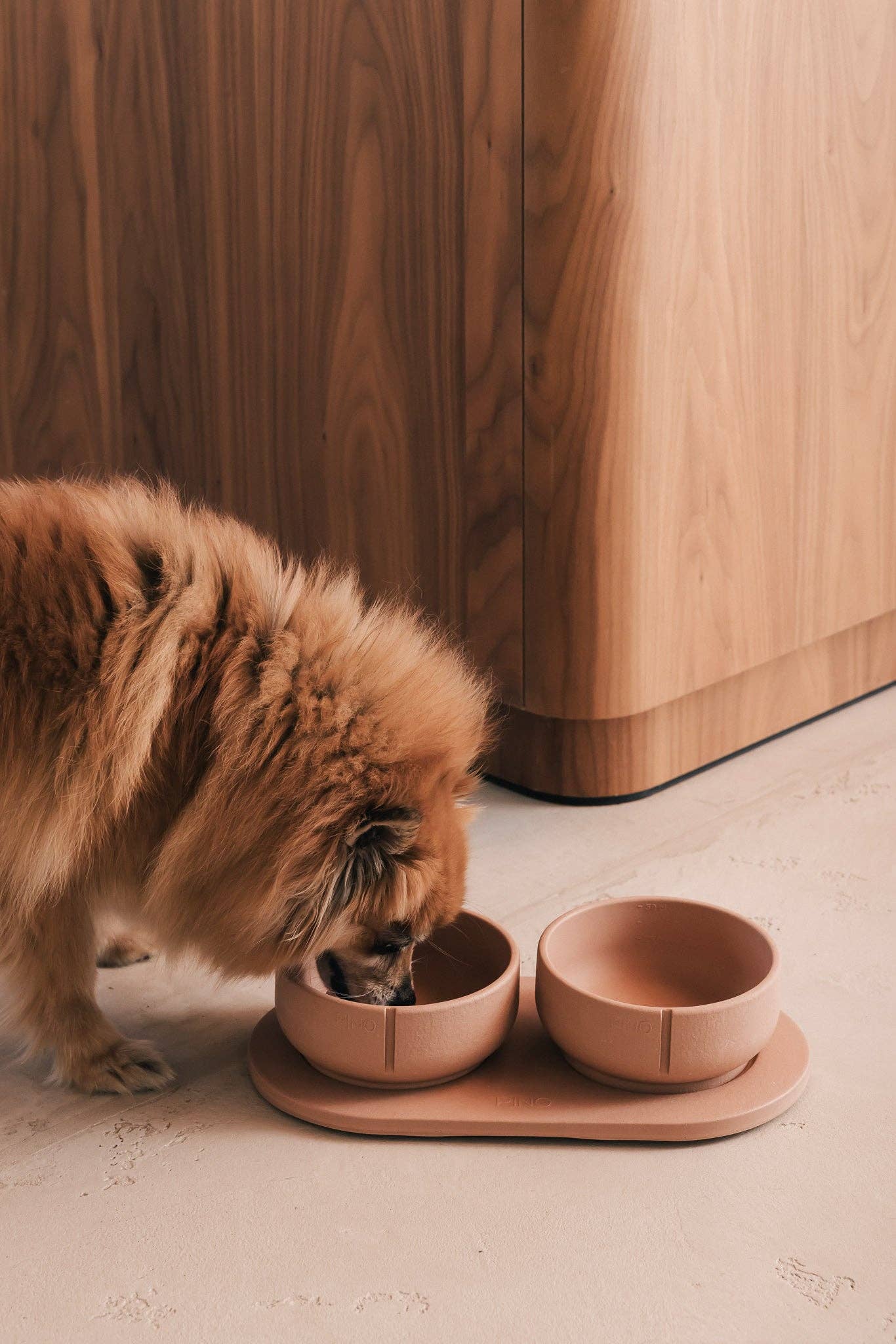 Bol classique pour chien