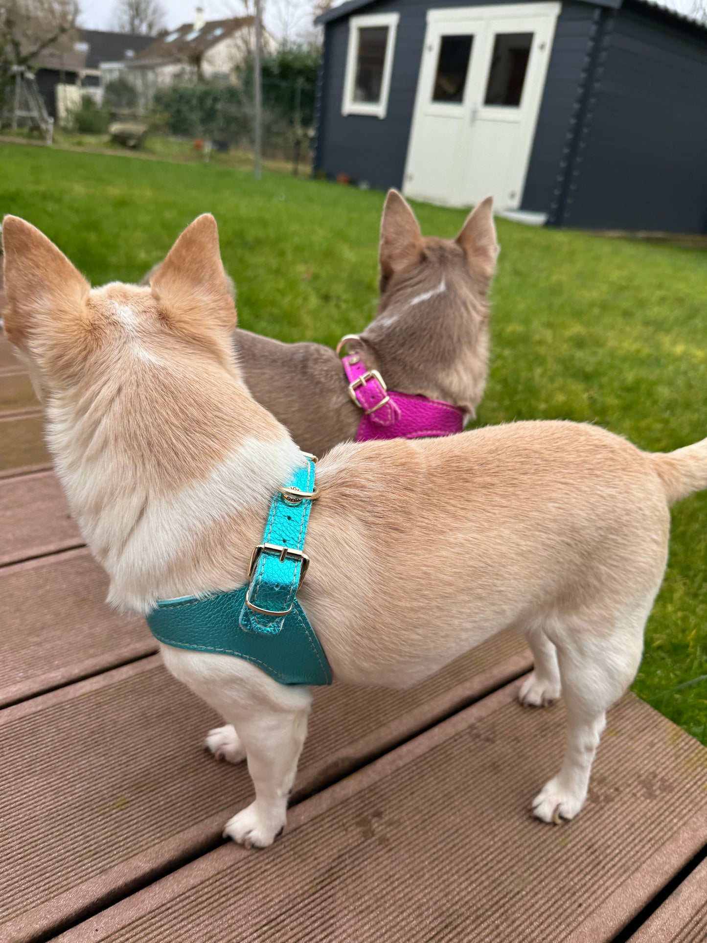 Cyan 'Metal' harness and matching leash