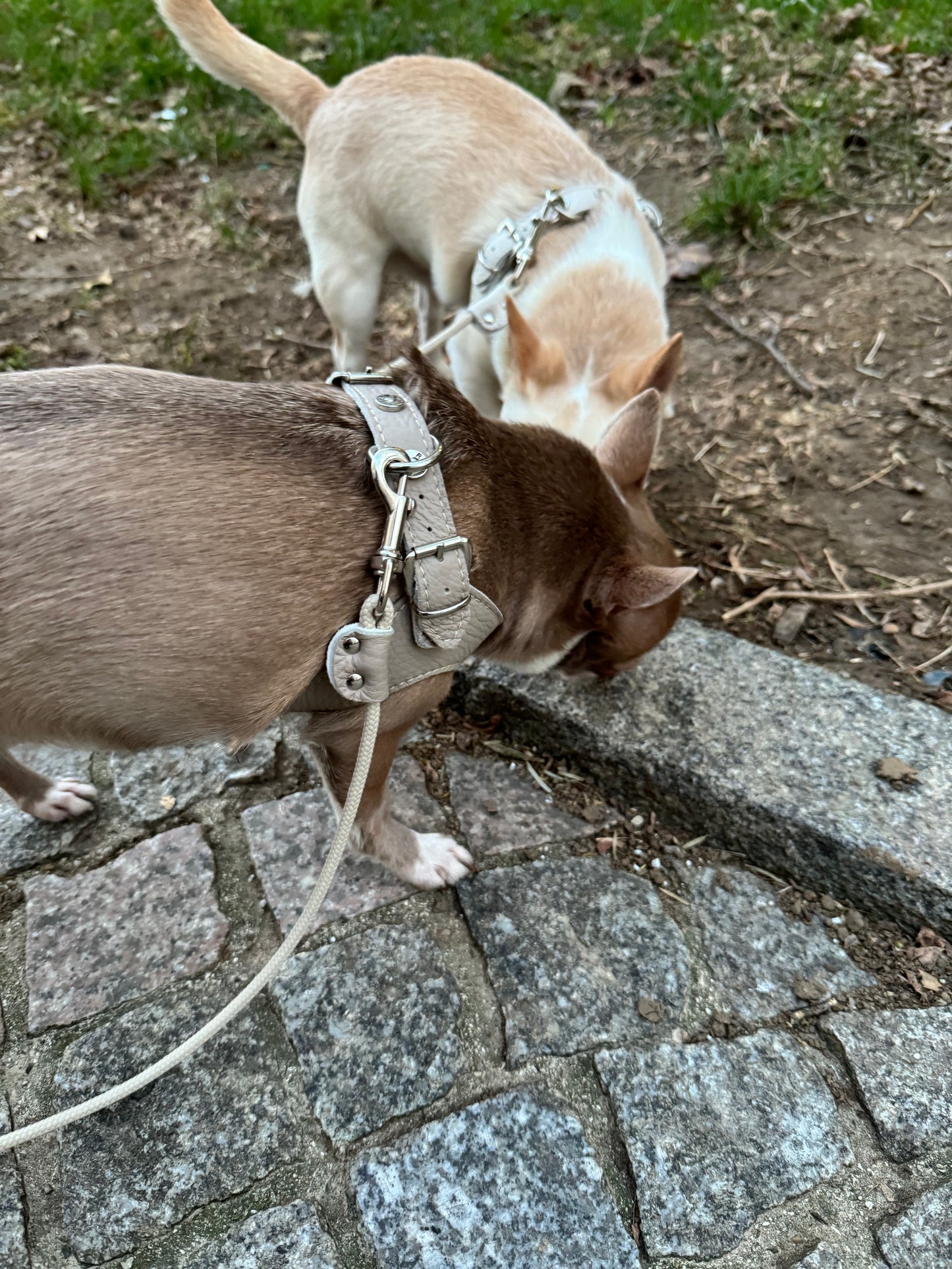 Dove Gray Harness