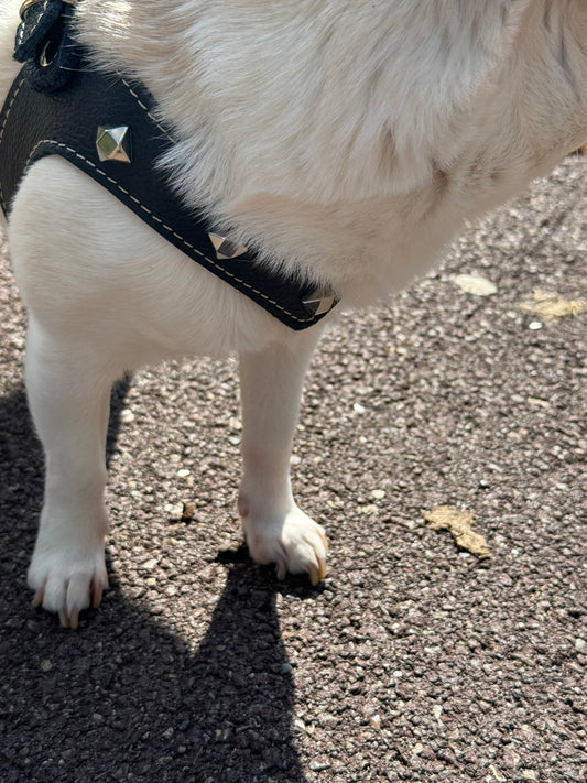 Black 'Rock' harness and matching leash (studded)