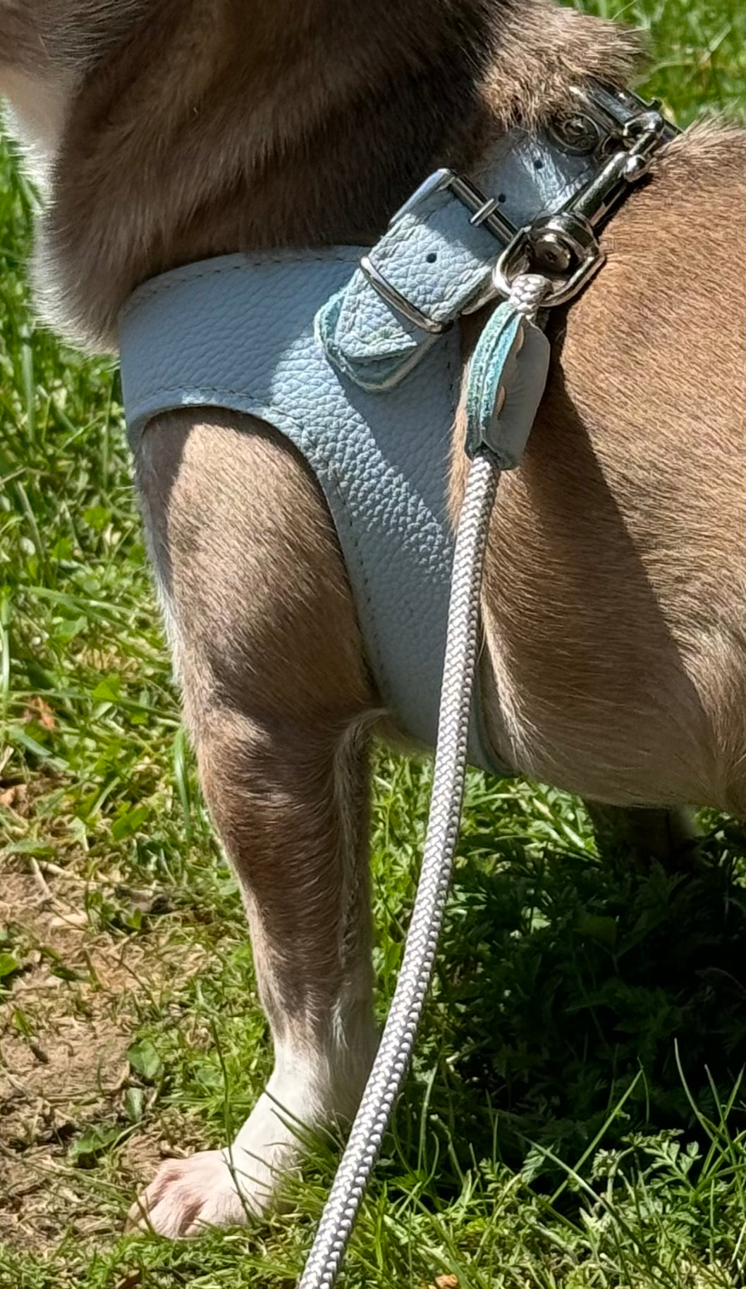 Blue 'Layette' harness and matching leash