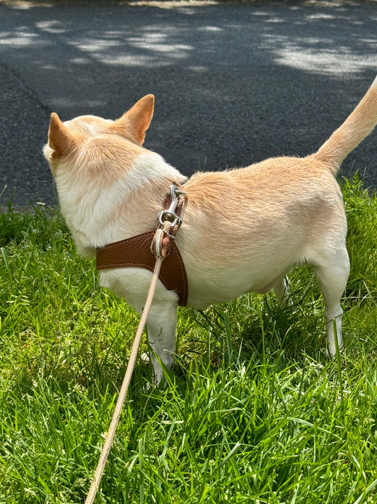 'Hazelnut' harness and matching leash