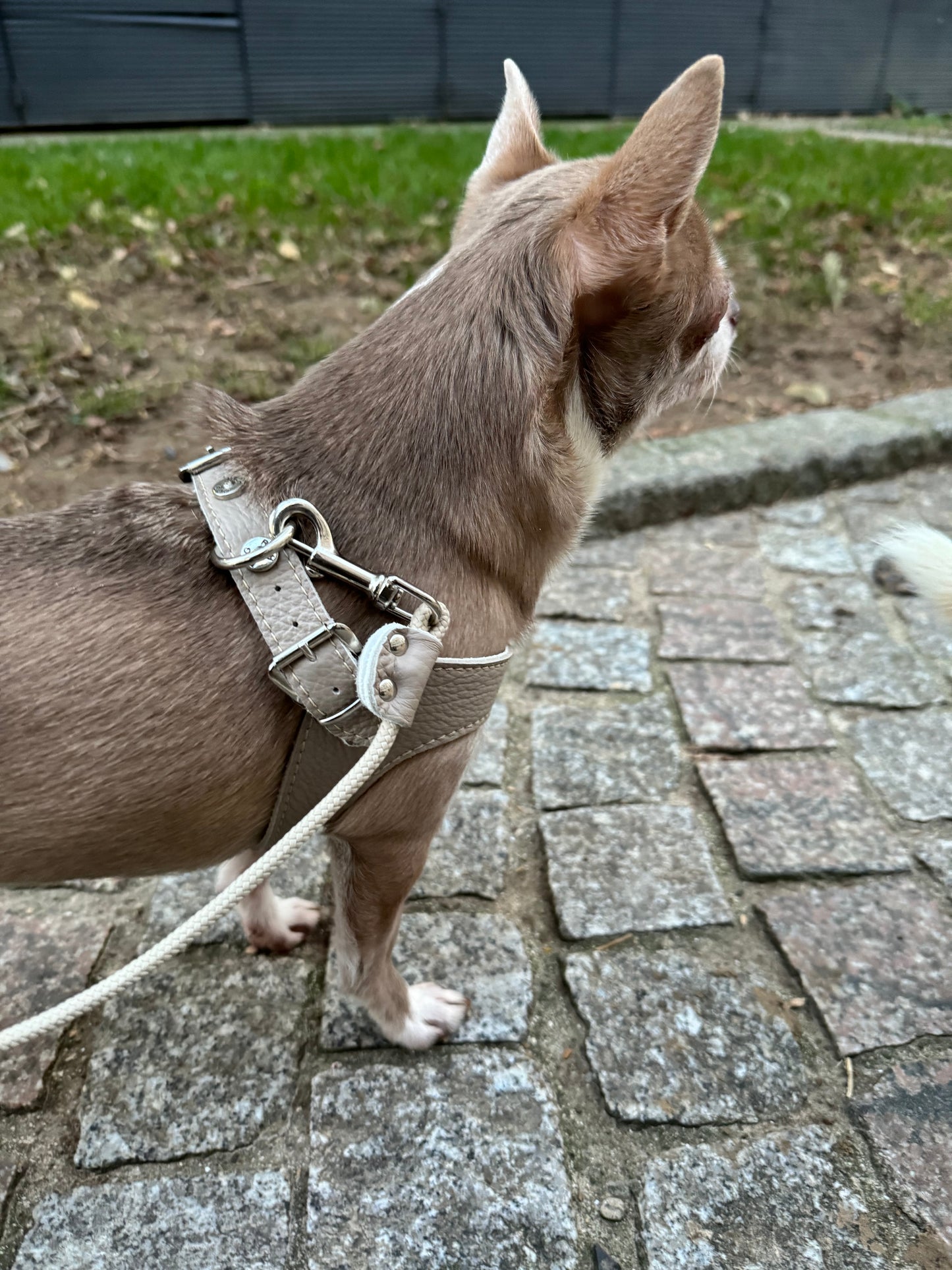 Dove Gray Harness