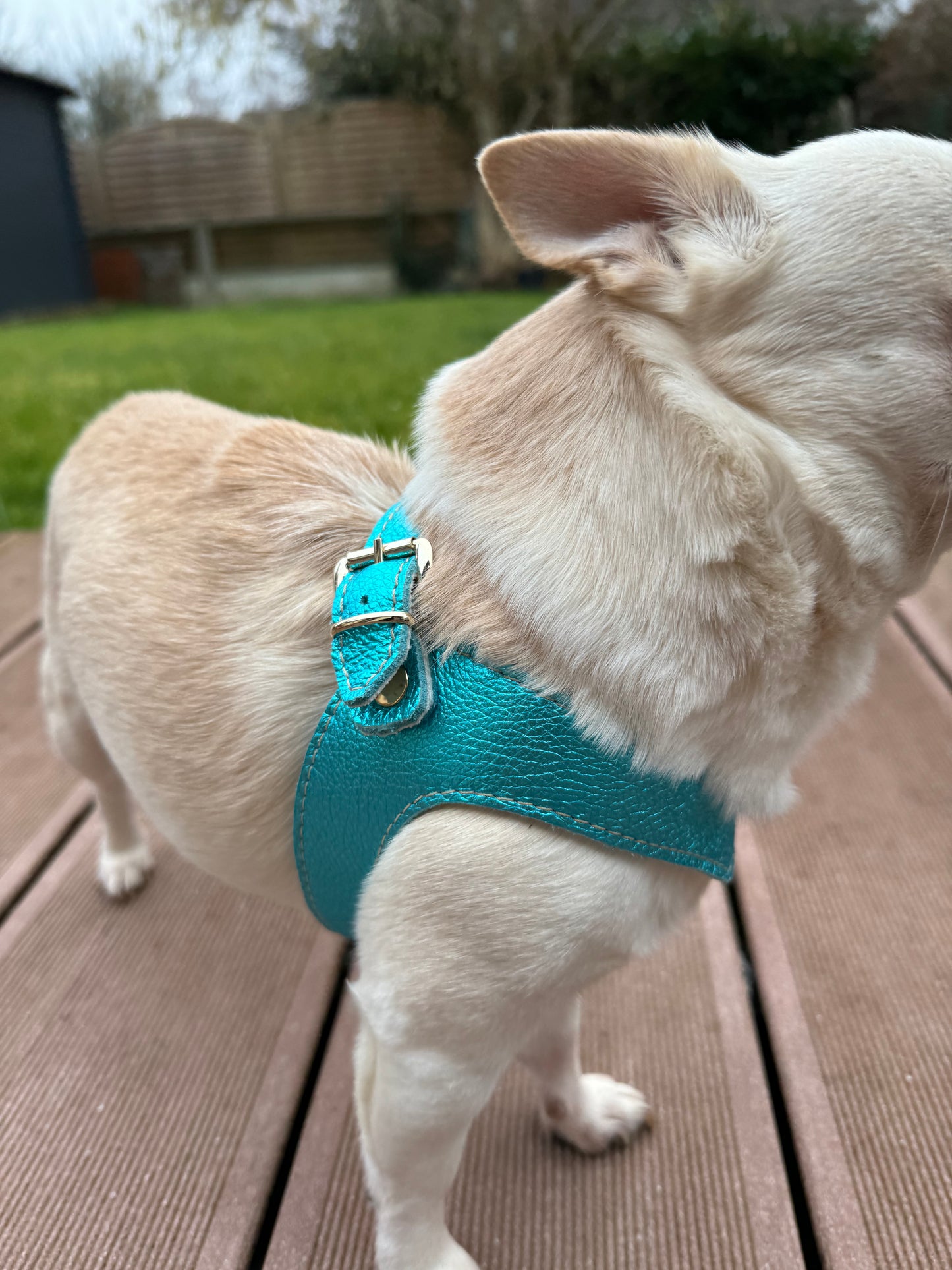 Cyan 'Metal' harness and matching leash