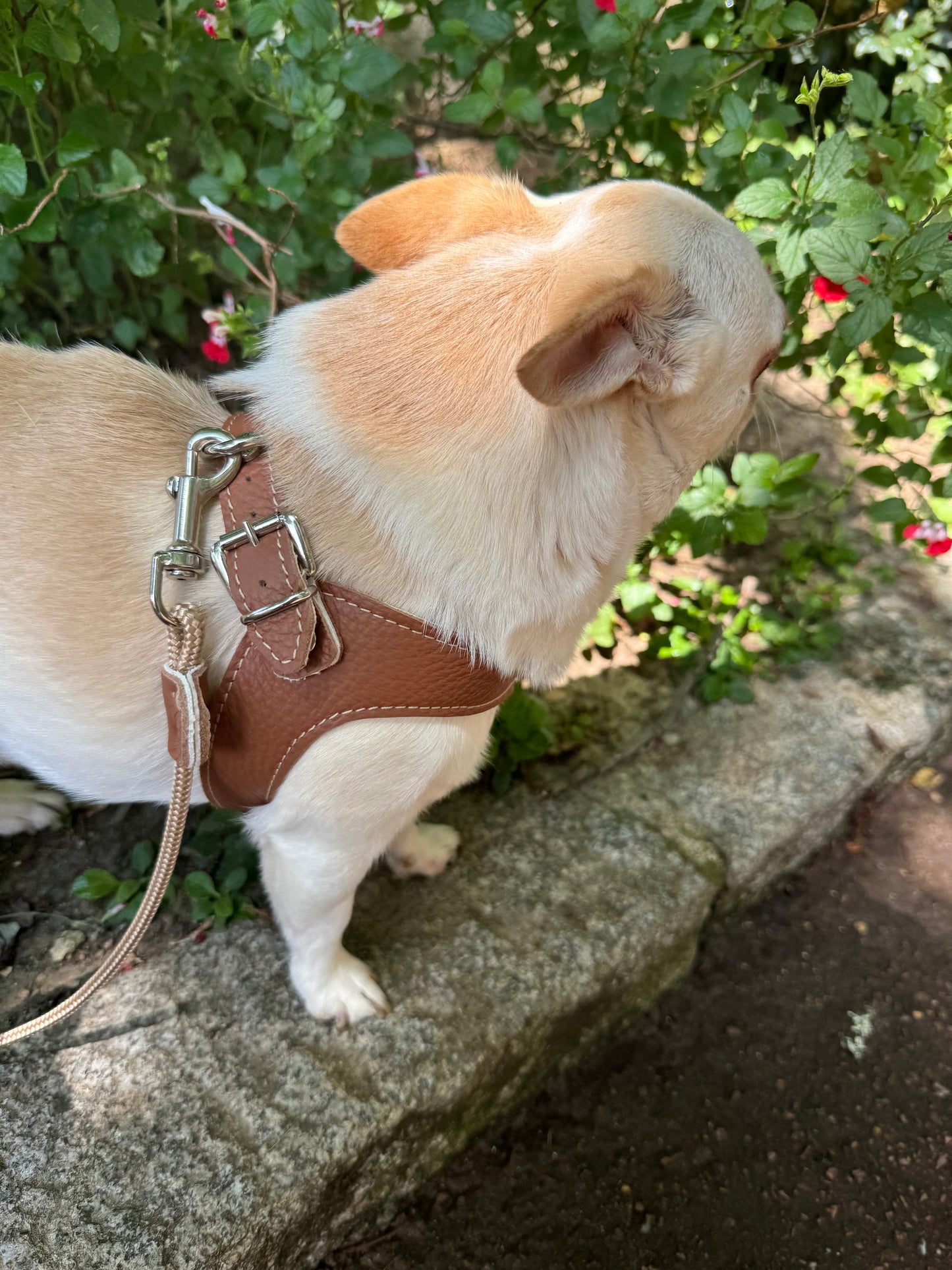 'Hazelnut' harness and matching leash