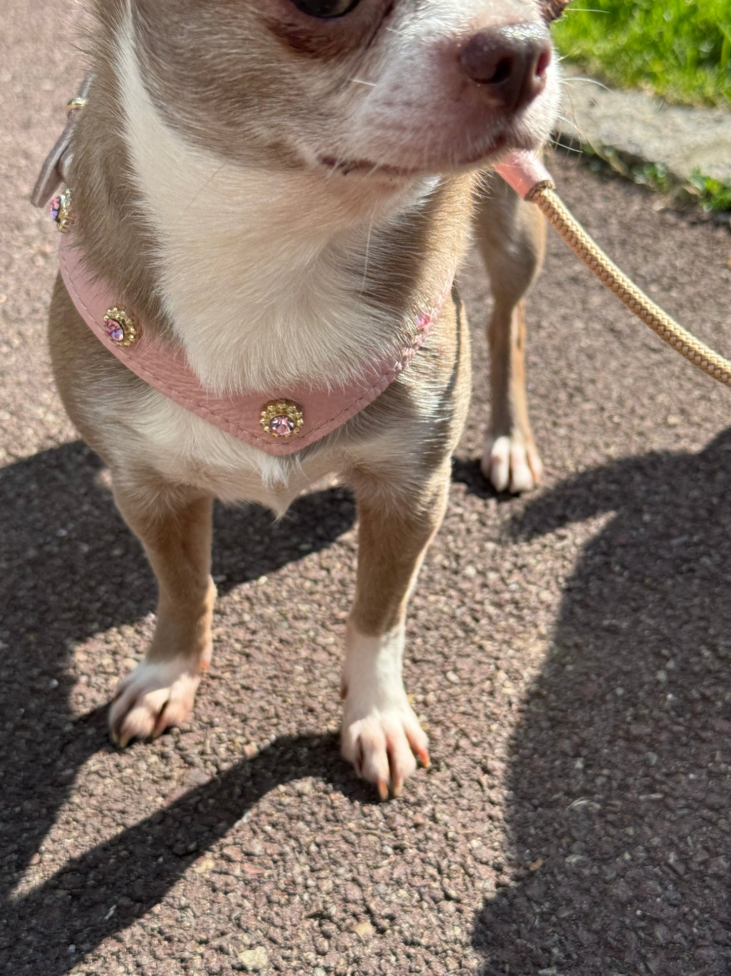 Powder pink harness 'Pink rhinestones'