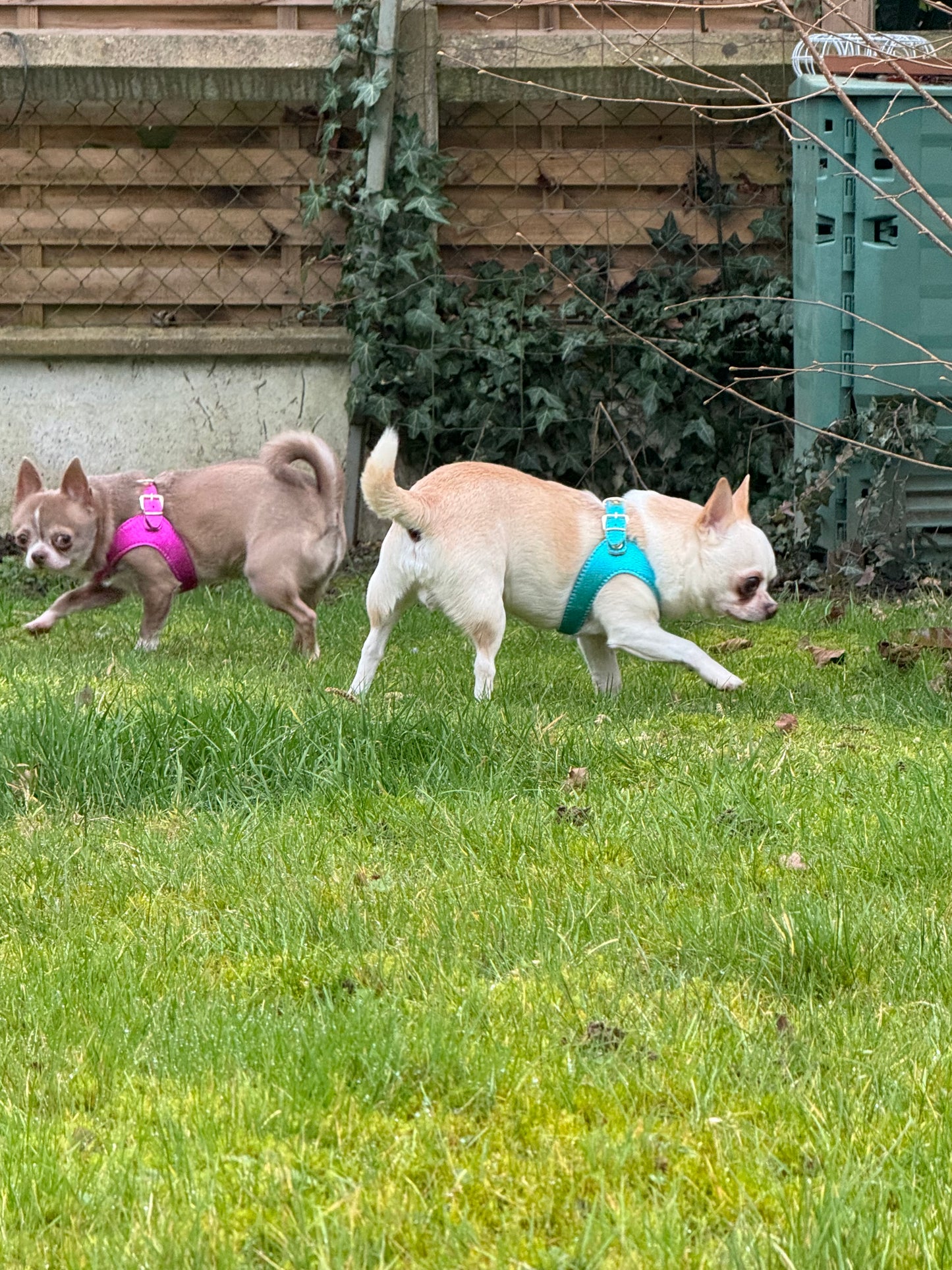 Cyan 'Metal' harness and matching leash