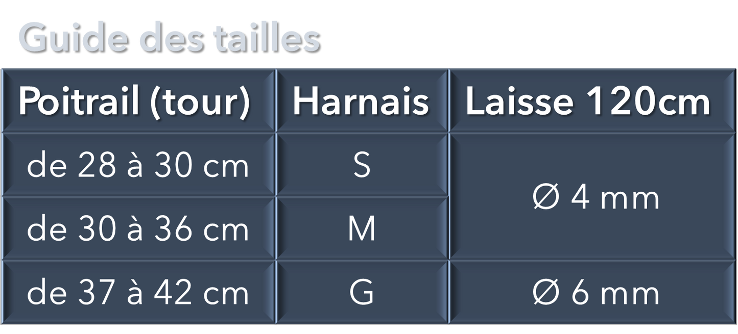 Harnais Ivoire et laisse assortie