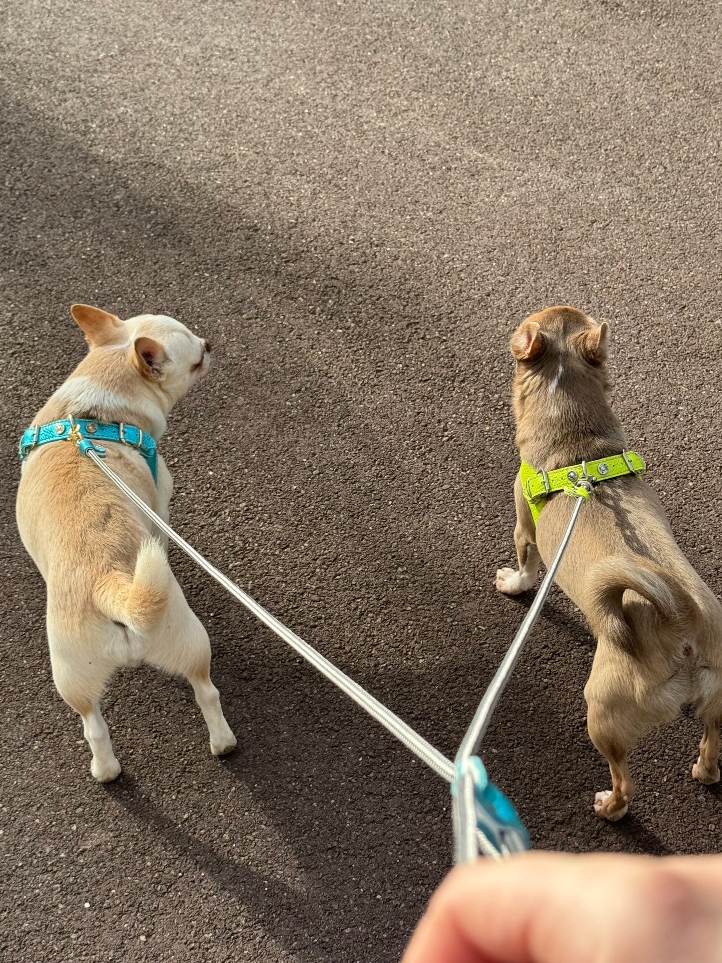 Cyan 'Metal' harness and matching leash