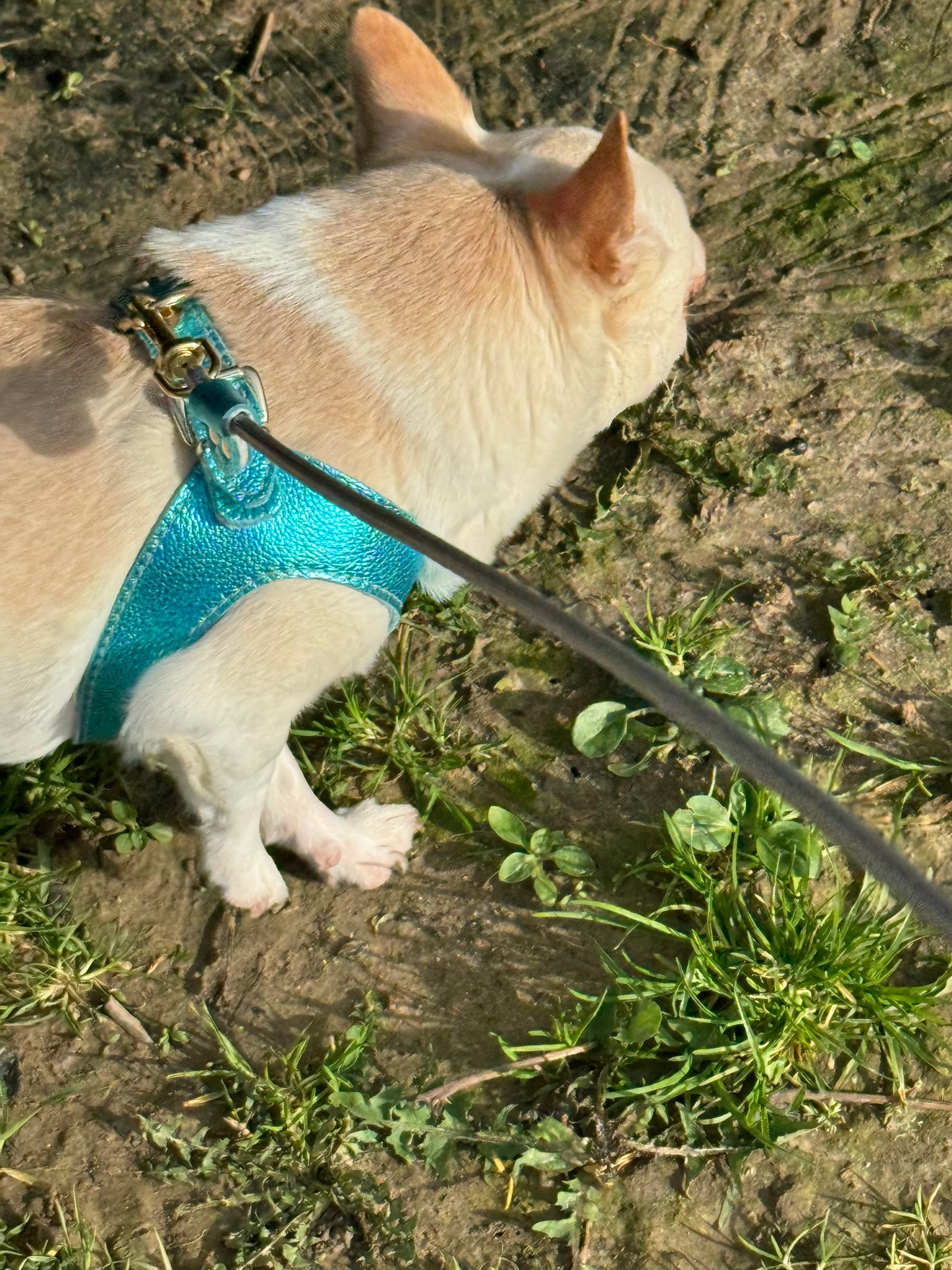 Cyan 'Metal' harness and matching leash