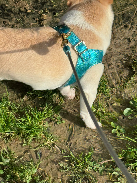 Cyan 'Metal' harness and matching leash