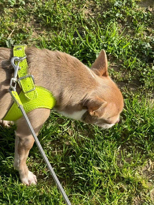 'Lime' harness and matching leash