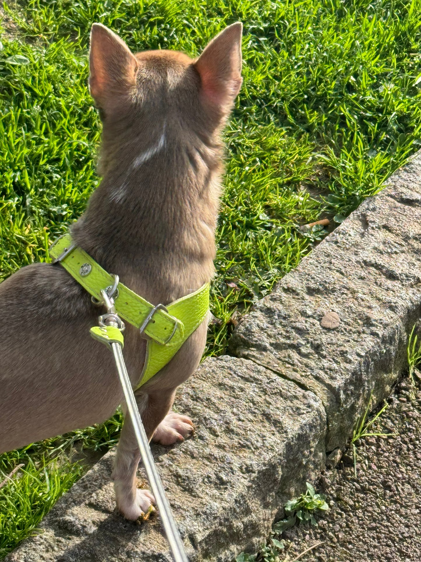 'Lime' harness and matching leash