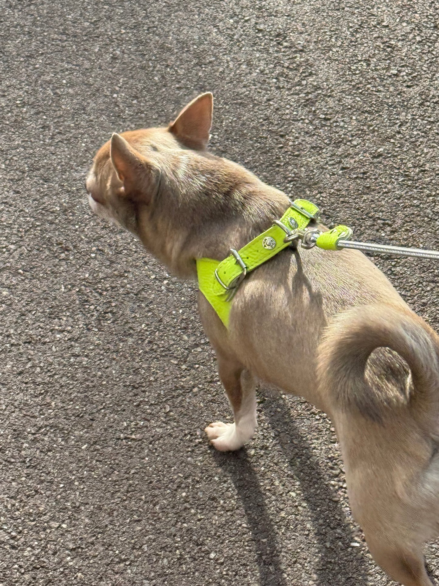 'Lime' harness and matching leash