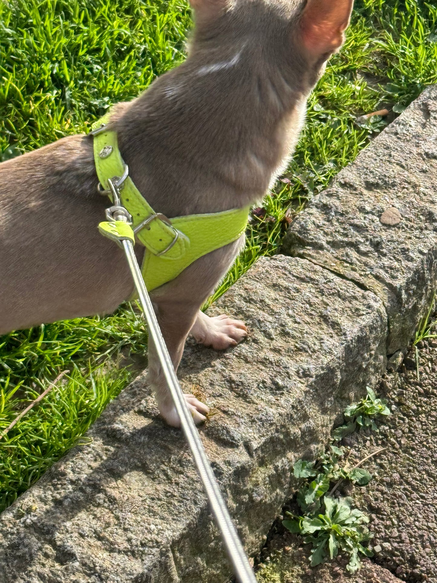 'Lime' harness and matching leash