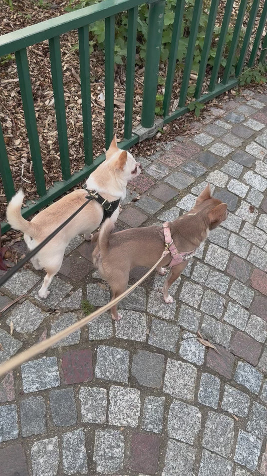 'Black &amp; Gold' harness and matching leash